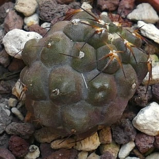 Copiapoa cinerea X hypogaea B32