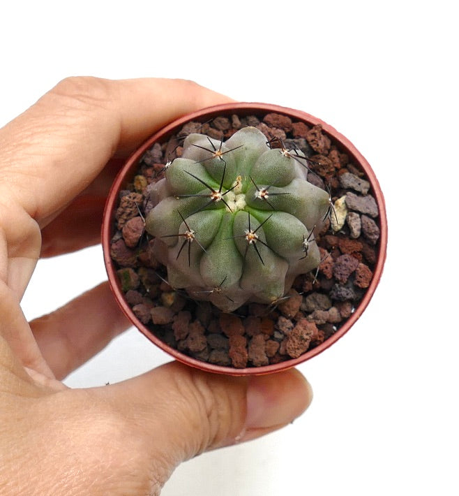 Copiapoa cinerea GRAY FORM X hypogaea AV3