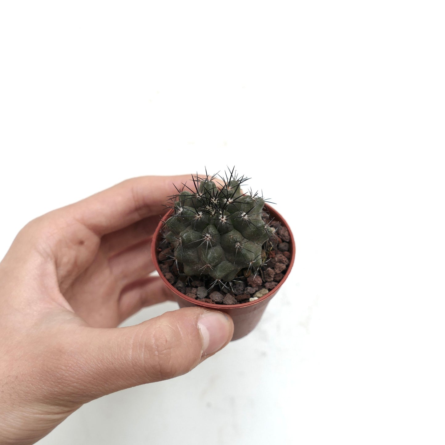 Copiapoa desertorum V71