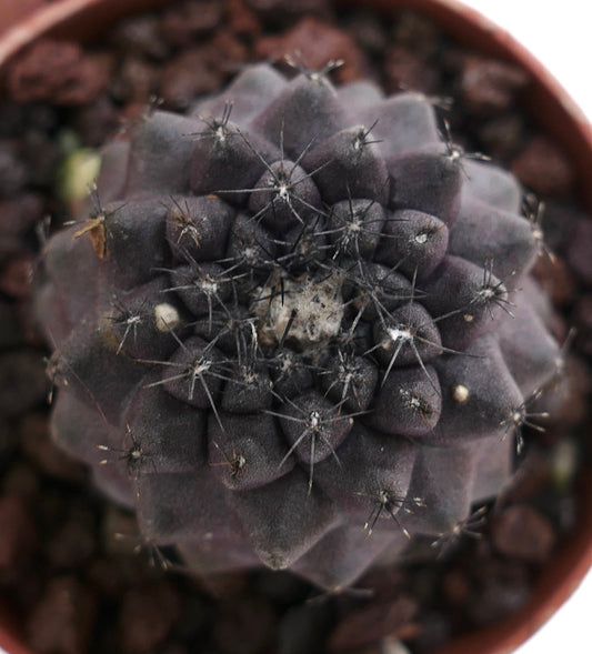 Copiapoa atacamensis X hypogaea DARK GREY B90