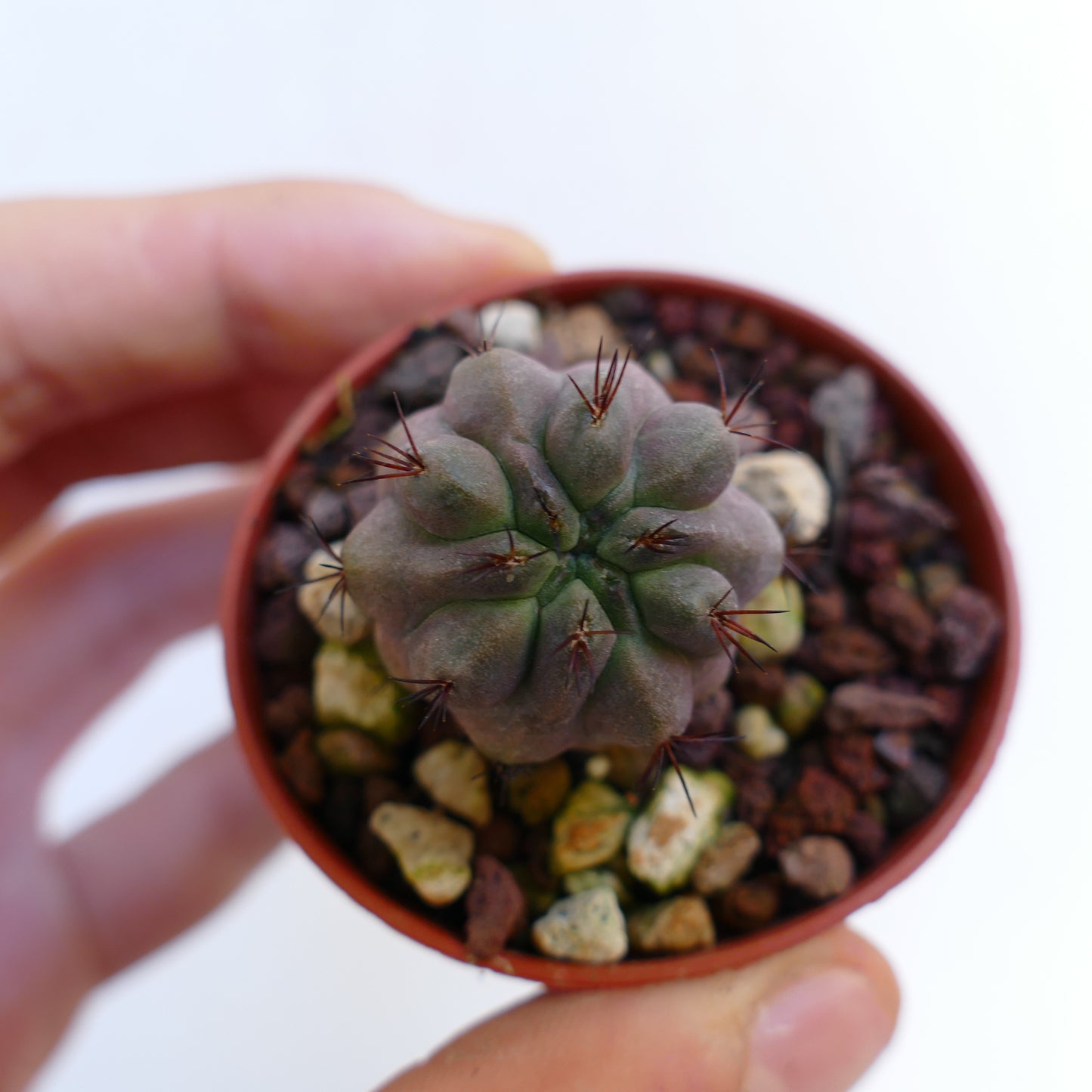 Copiapoa cinerea TALTAL x hypogaea (GREY FORM) TUN15