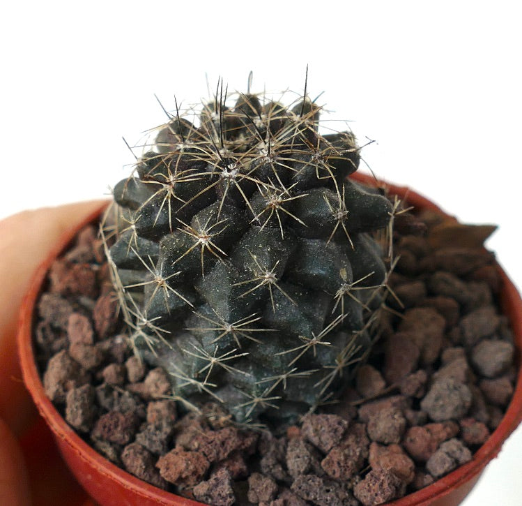 Copiapoa humilis M16