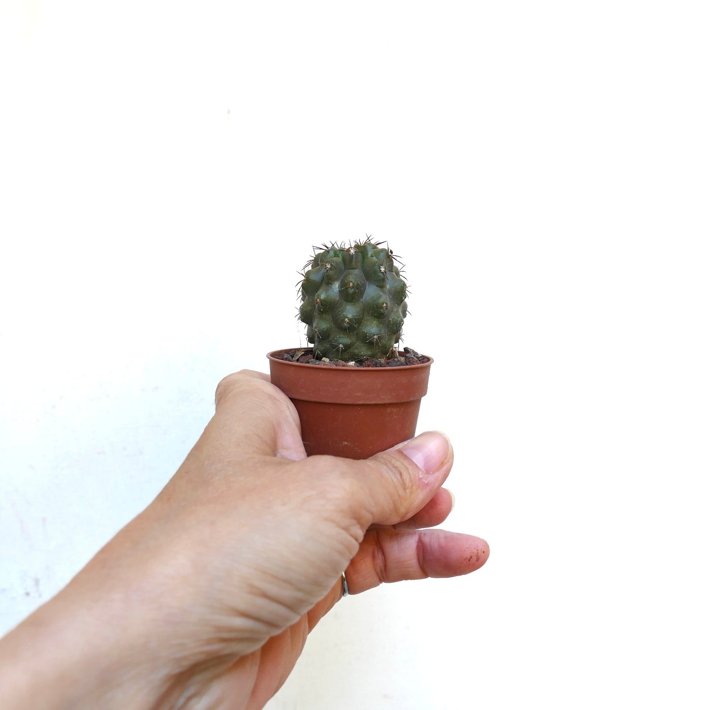 Copiapoa bridgesii X cinerea nudum QQ101