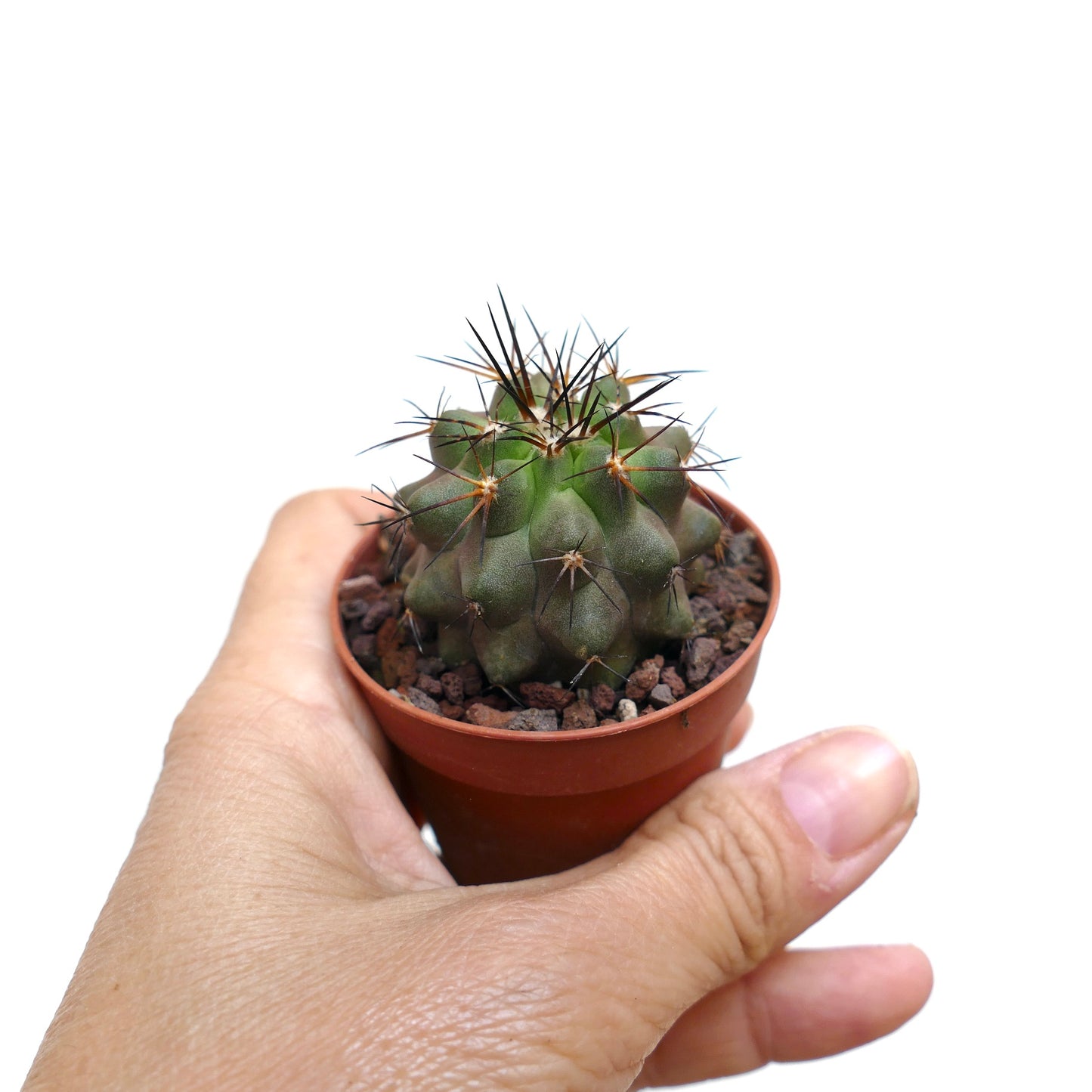 Copiapoa atacamensis X cinerea 91X