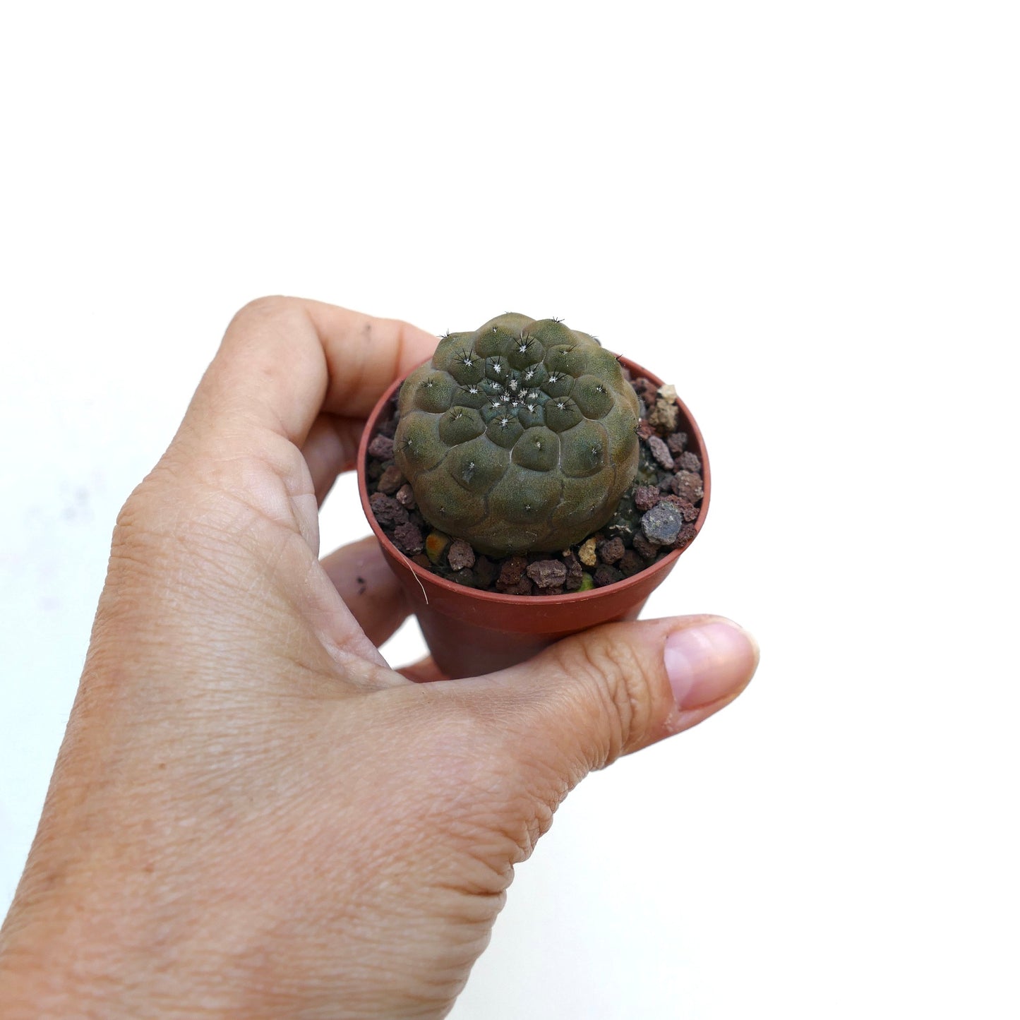 Copiapoa hypogaea 6410