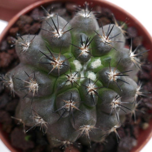 Copiapoa columna-alba X cinerea X128