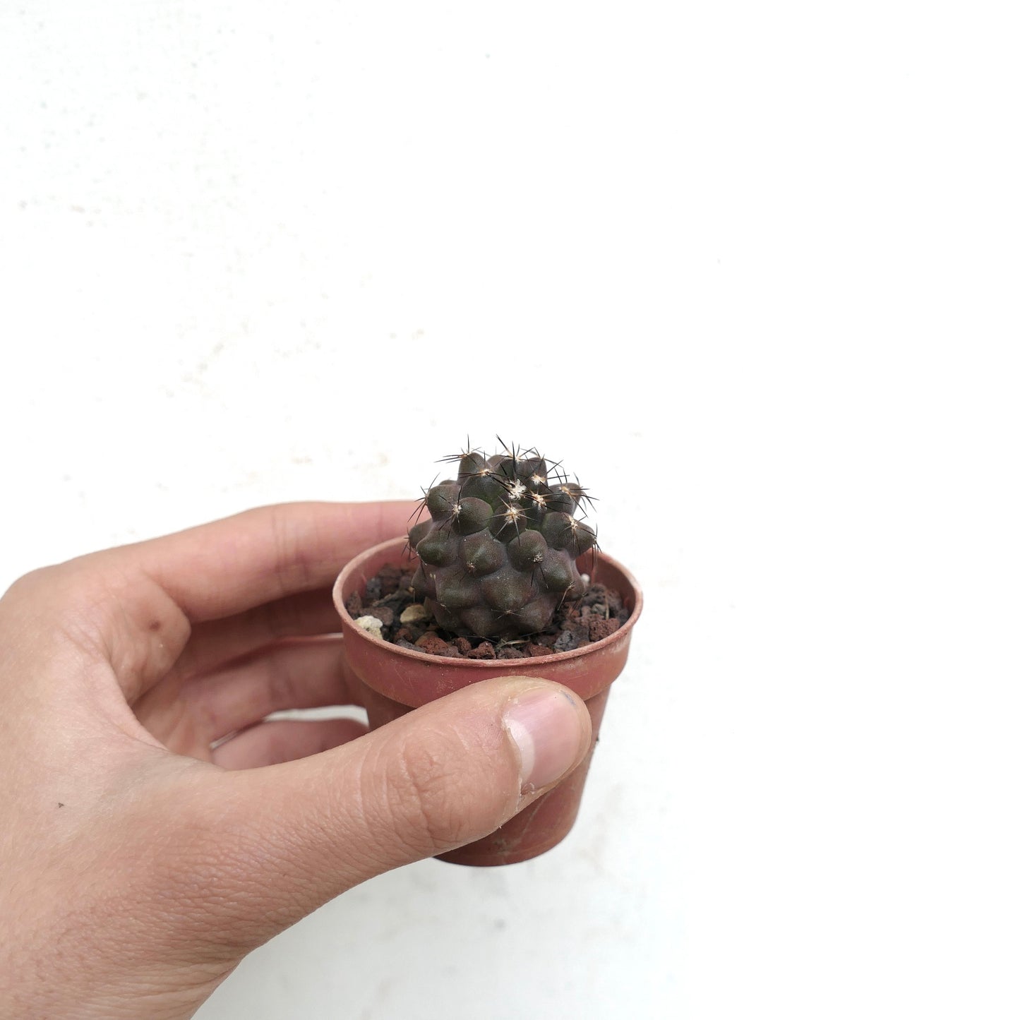 Copiapoa cinerea BROWN SPINES x griseoviolacea 7A5