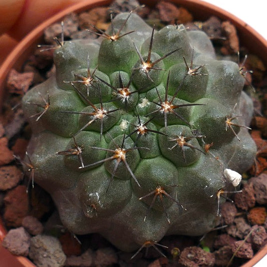 Copiapoa columna-alba X cinerea X desertorum SHADOW