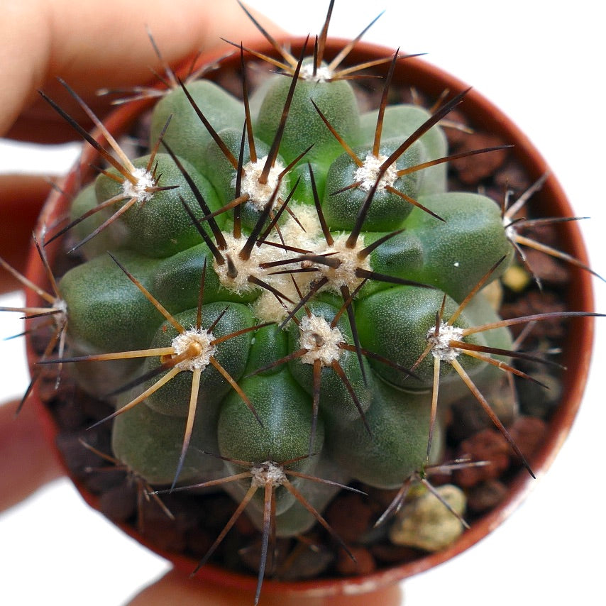 Copiapoa atacamensis X cinerea POC15