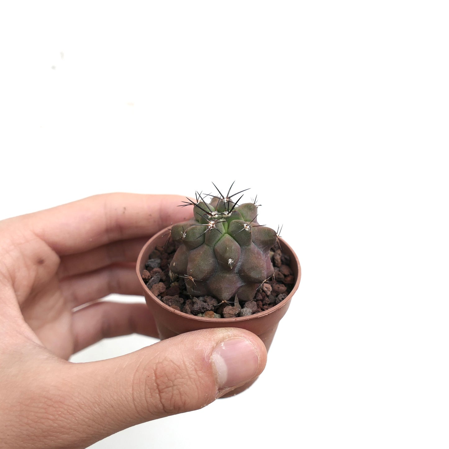 Copiapoa cinerea KIKKO x griseoviolacea AU4