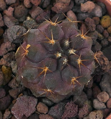 Copiapoa cinerea X griseoviolacea L1