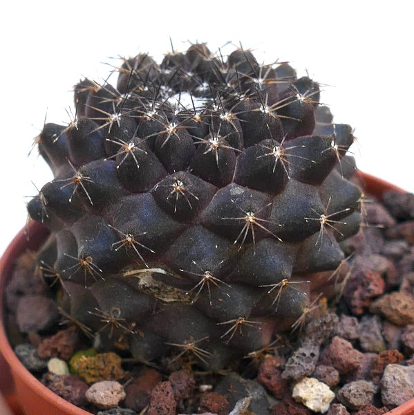 Copaipoa tenuissima SFN