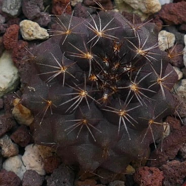 Copiapoa atacamensis X griseoviolacea H65