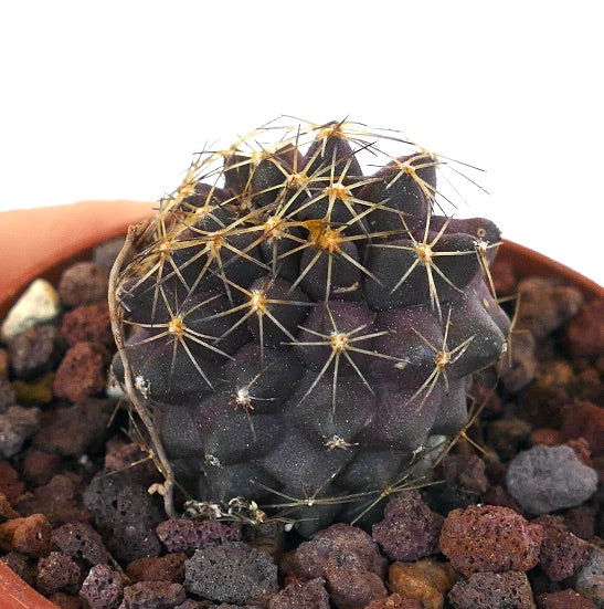 Copiapoa goldii ST3