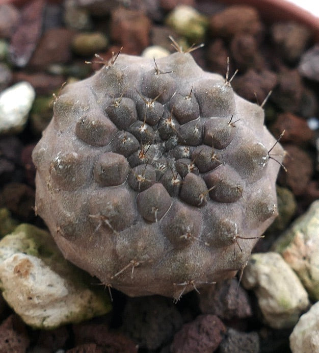 Copiapoa columna-alba X cinerea form nuda 3HD