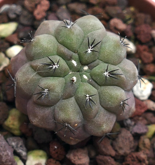 Copiapoa cinerea X hypogaea D9