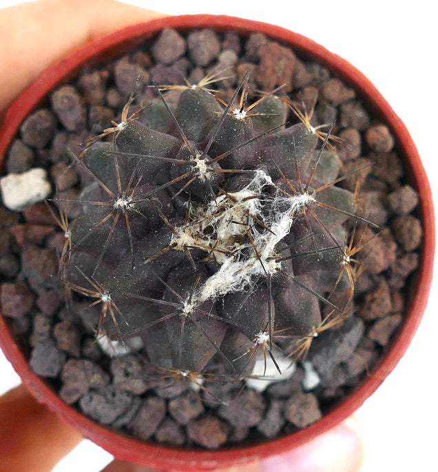 Copiapoa atacamensis GESC61