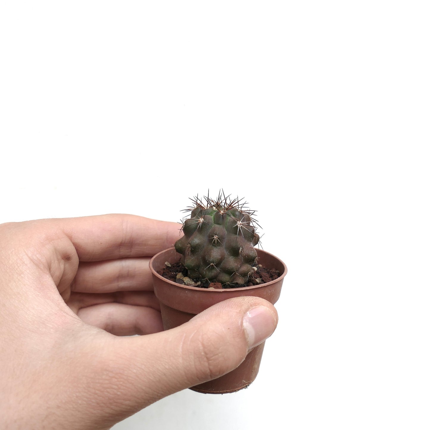 Copiapoa cinerea BROWN SPINES x atacamensis 3K