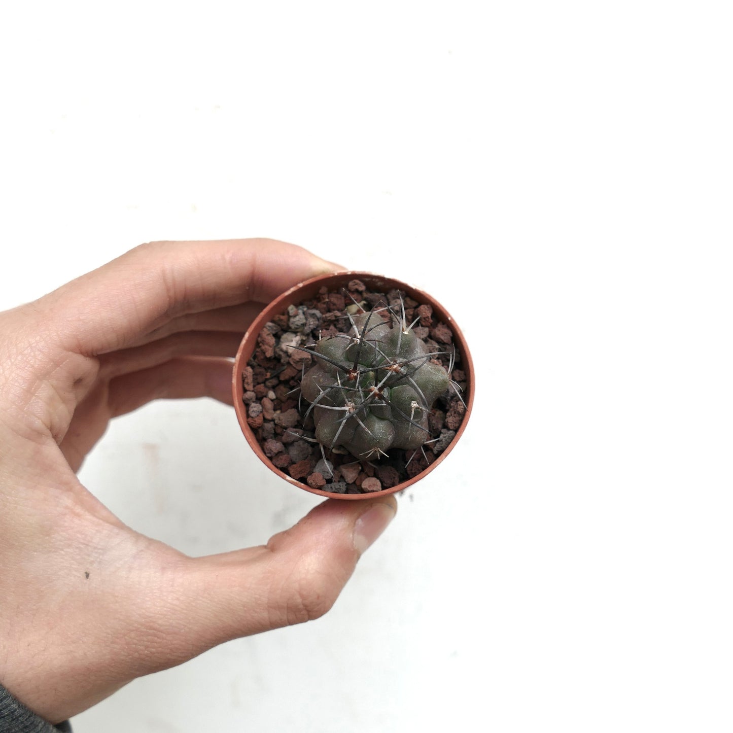 Copiapoa griseoviolacea x cupreata LA9