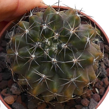 Copiapoa humilis X desertorum RMZ2