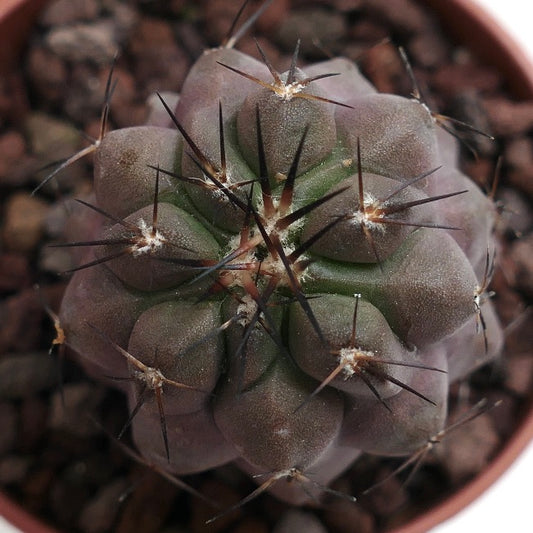 Copiapoa cinerea X griseoviolacea X58