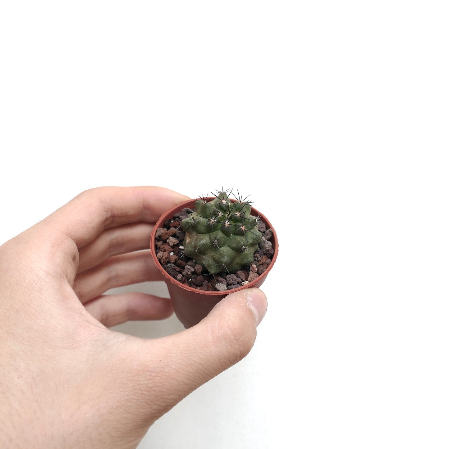 Copiapoa cinerea X atacamensis FIS01