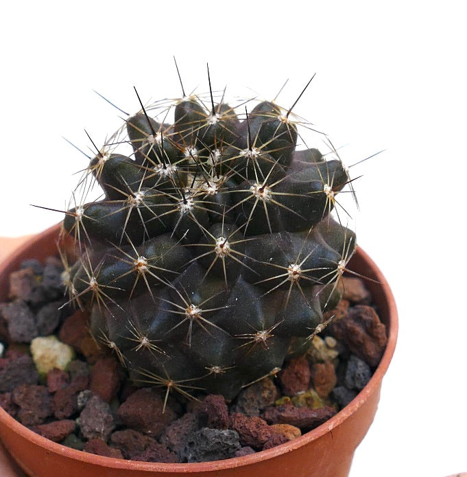 Copiapoa tenuissima x atacamensis E4