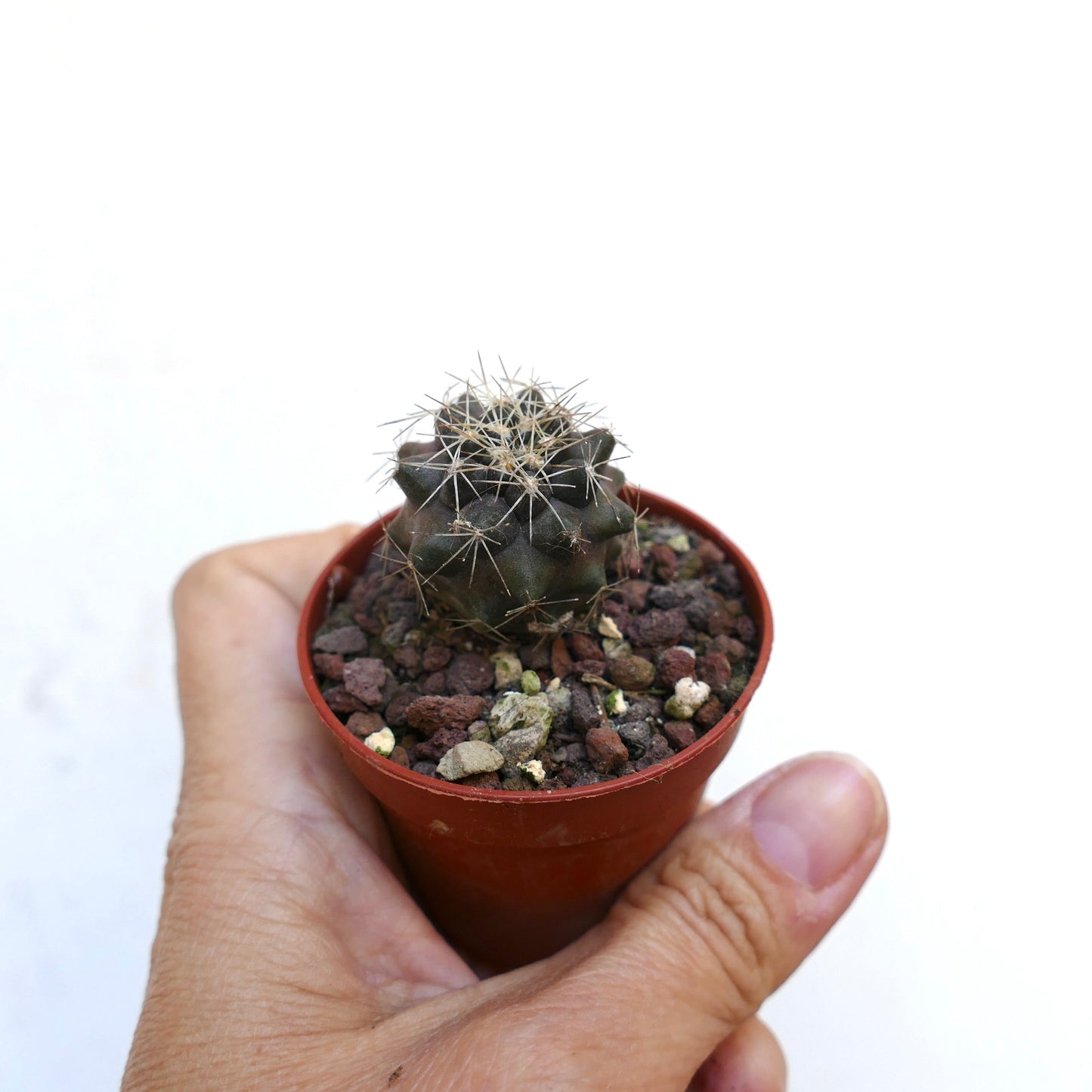 Copiapoa humilis X cinerea var. albispina VWT77