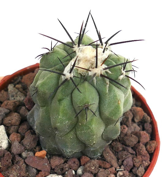 Copiapoa cinerea var. dealbata X hypogaea YELL66