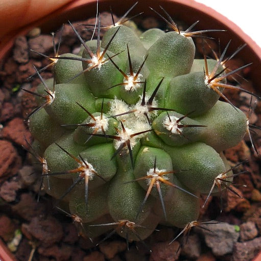 Copiapoa cinerea X andina C5