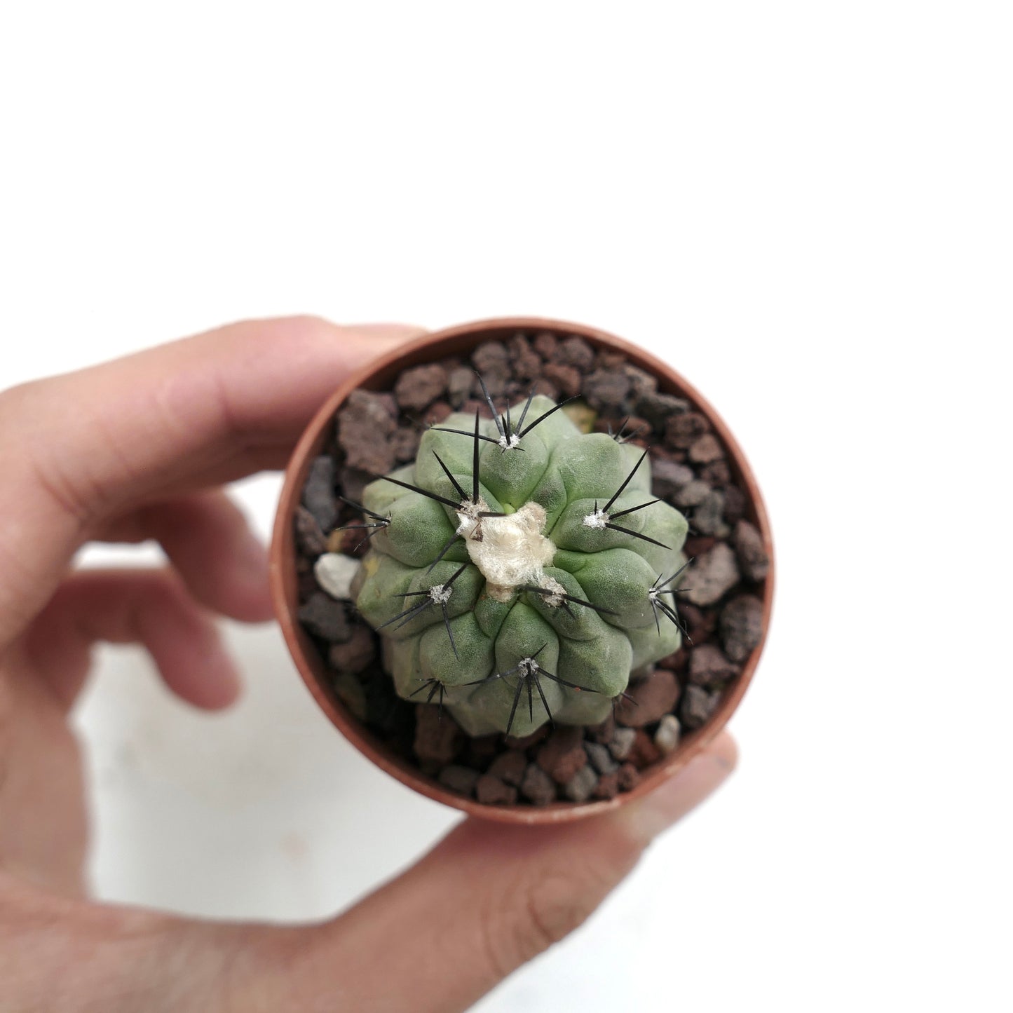 Copiapoa hypogaea X dealbata J50