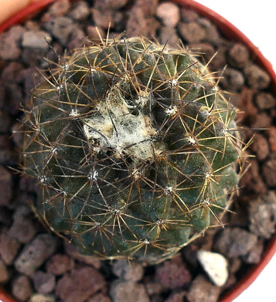 Copiapoa humilis X serpentisulcata 40Q