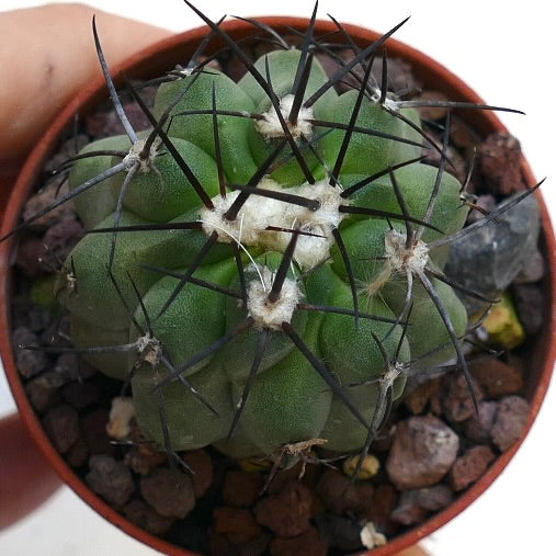 Copiapoa dealbata X hypogaea LAC100