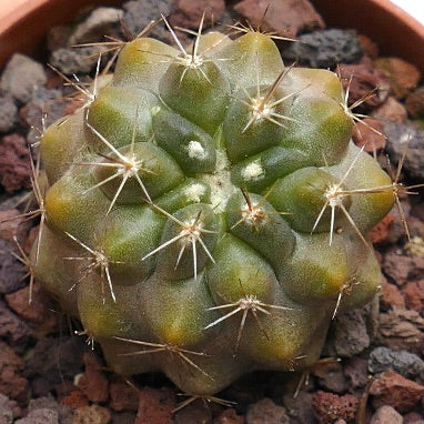 Copiapoa goldii C867