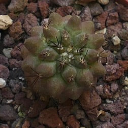 Copiapoa cinerea X tenuissima BF12