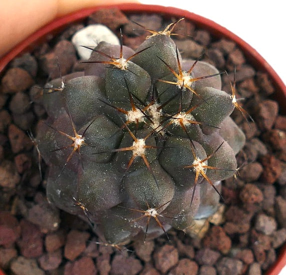 Copiapoa cinerea X goldii BRA