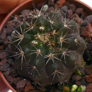 Copiapoa columna-alba X desertorum X atacamensis I6