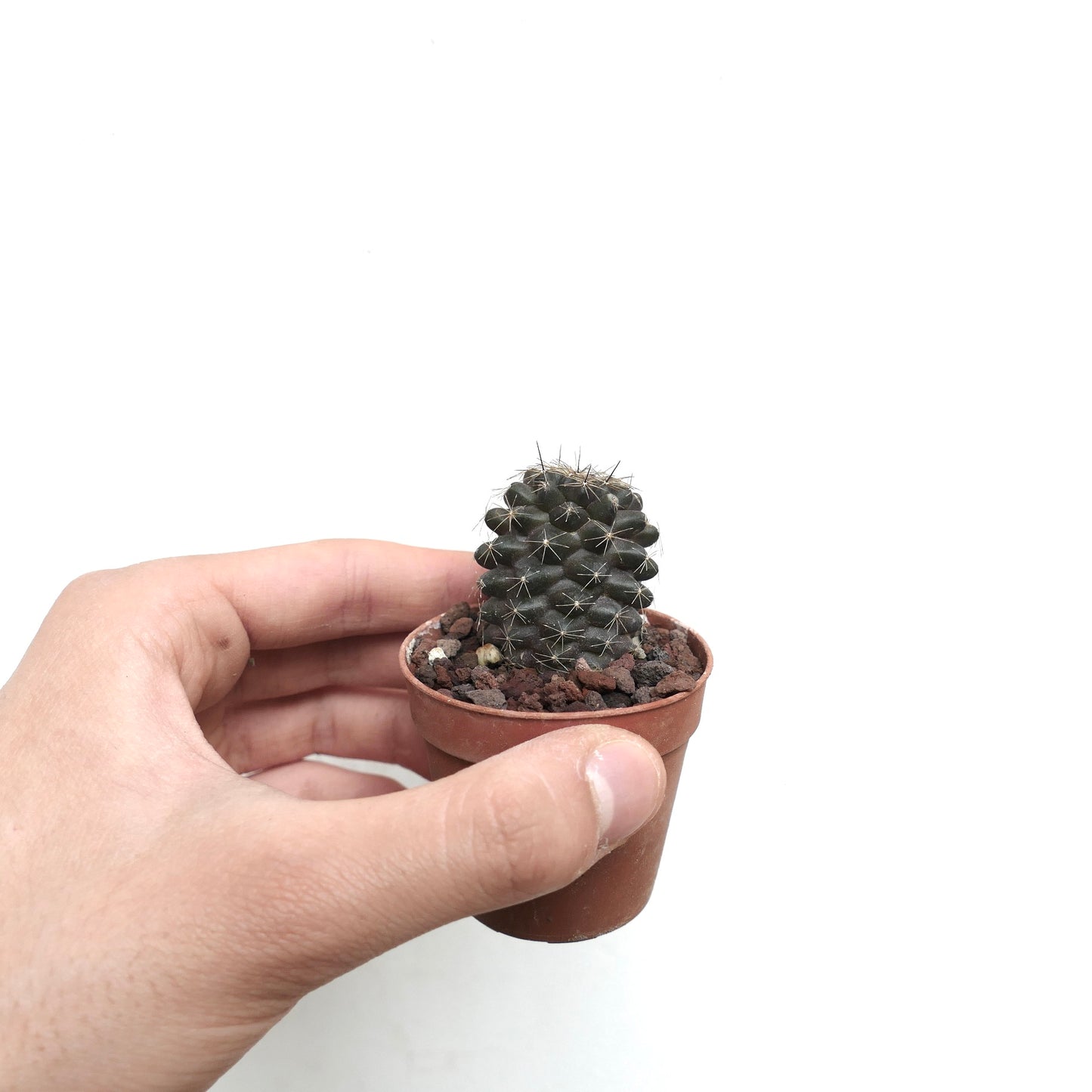 Copiapoa humilis MA029