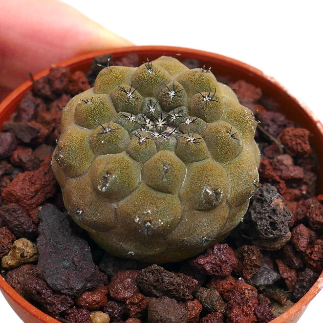 Copiapoa dealbata X cupreata 28M