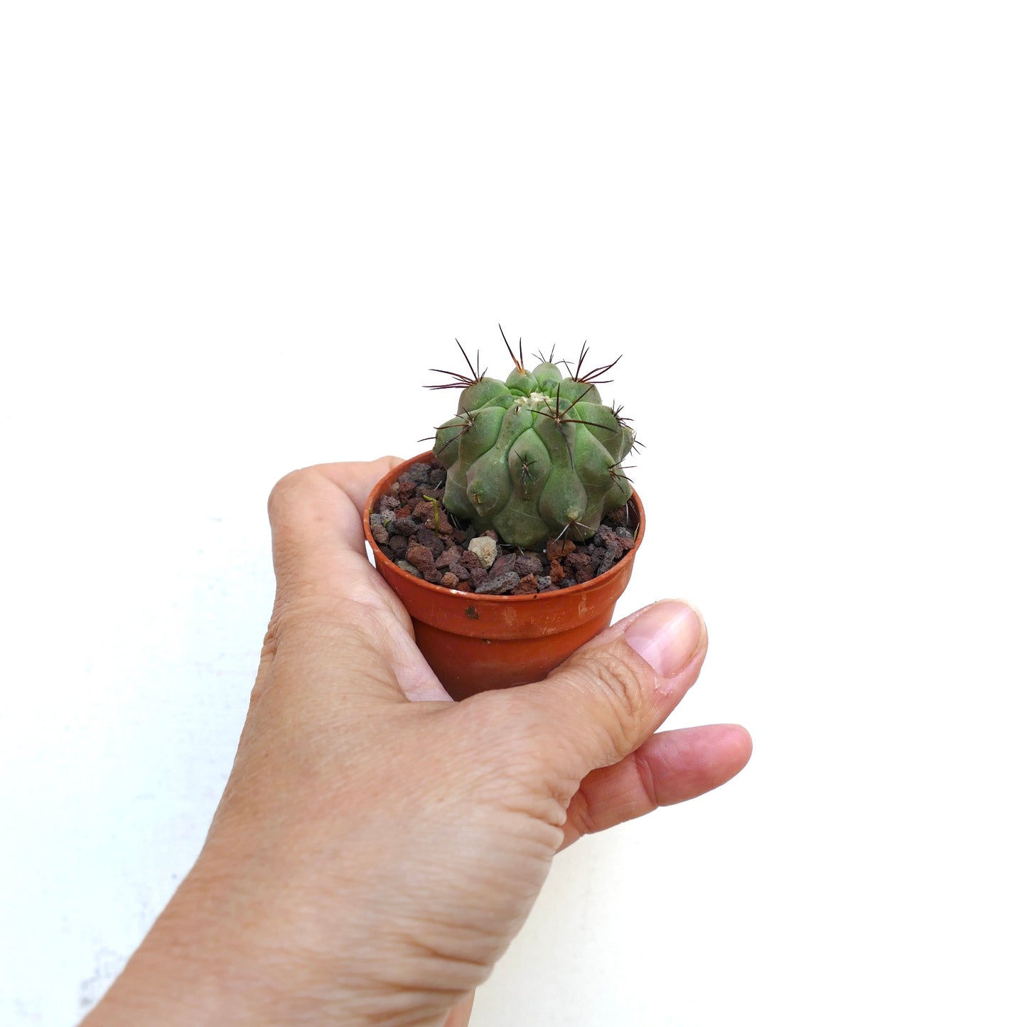 Copiapoa dealbata X hypogaea FC1