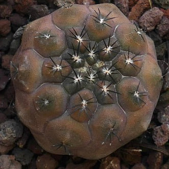 Copiapoa hypogaea Y71