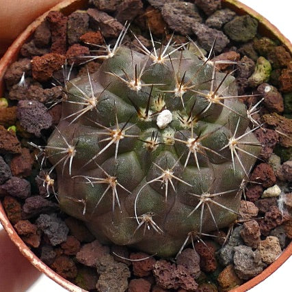 Copiapoa columna-alba X goldii 15S