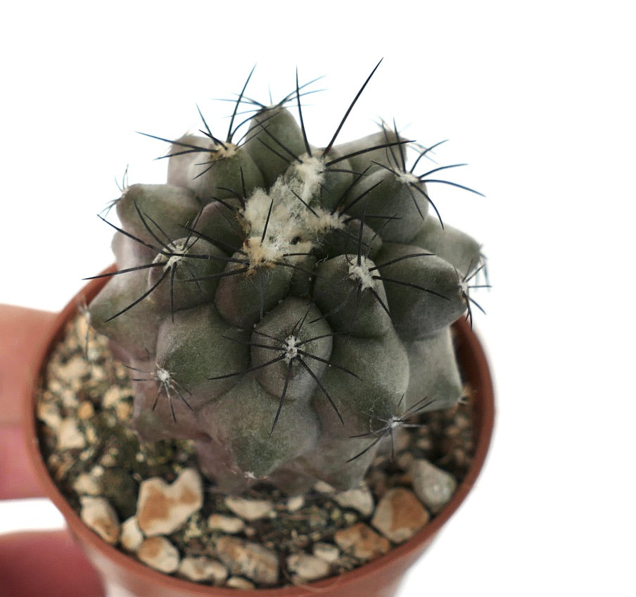 Copiapoa cinerea GREY X cupreata T4