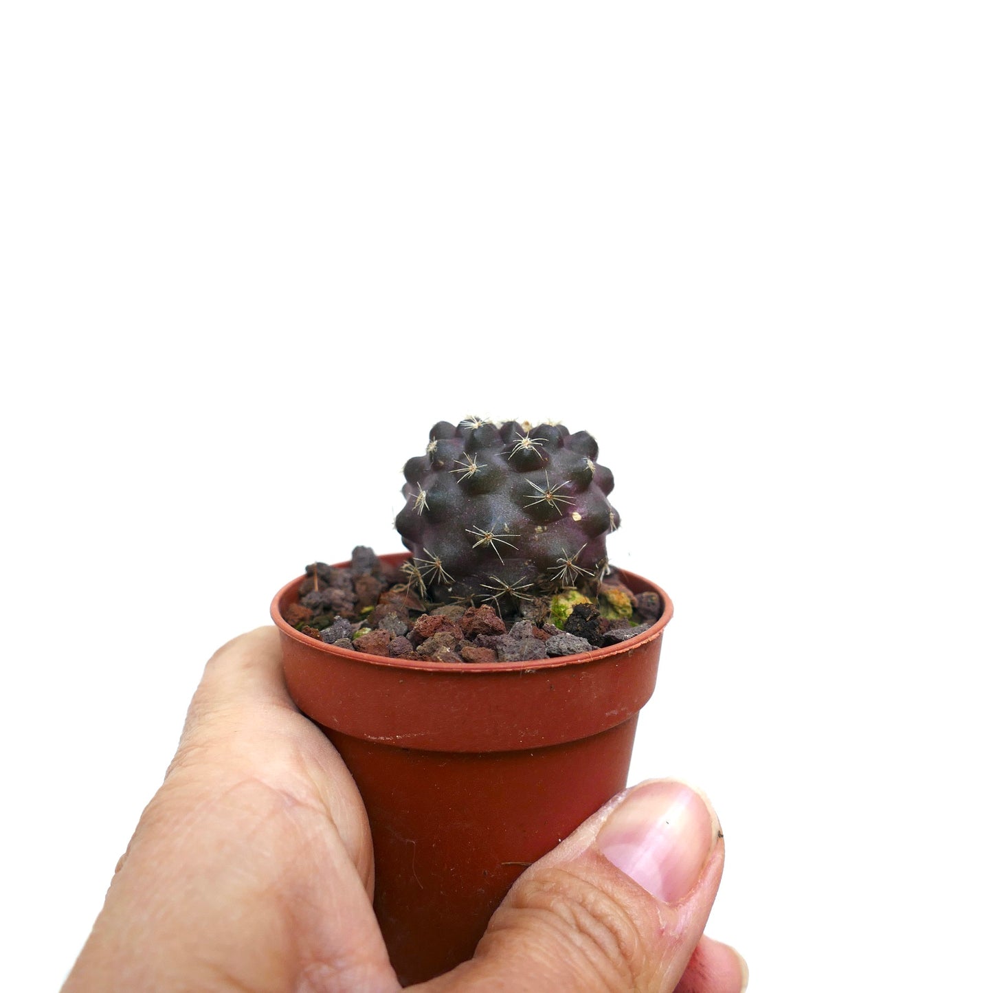 Copiapoa serpentisulcata FF2