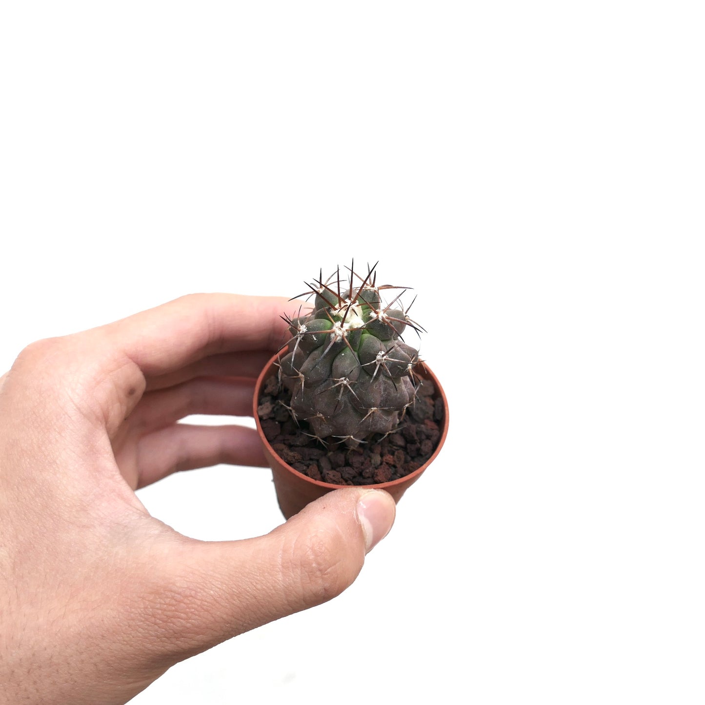 Copiapoa cinerea X solaris B37