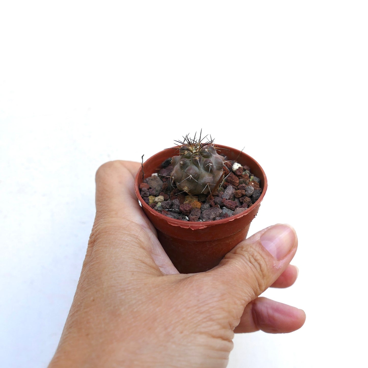 Copiapoa carrizalensis OO101