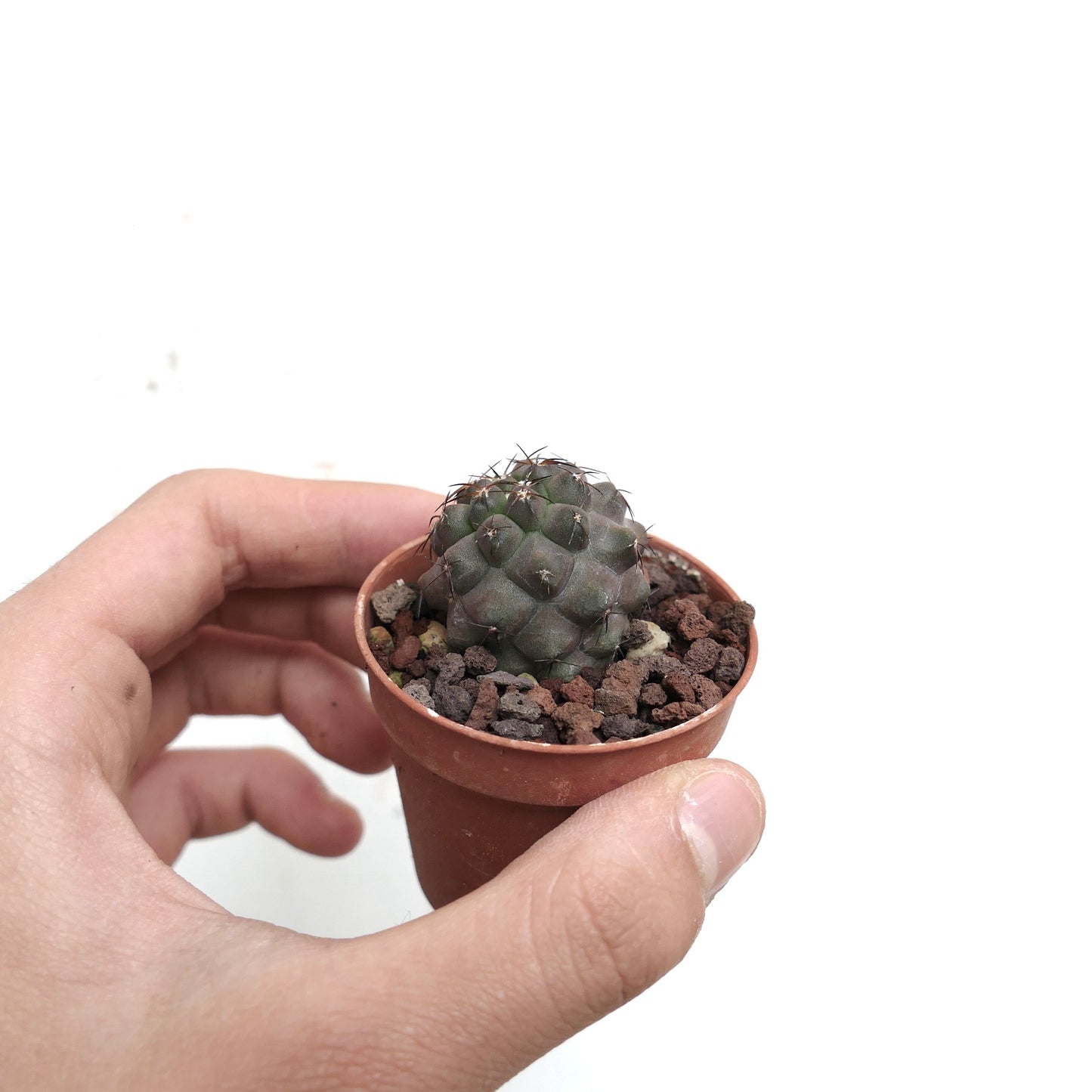 Copiapoa cinerea X desertorum F729