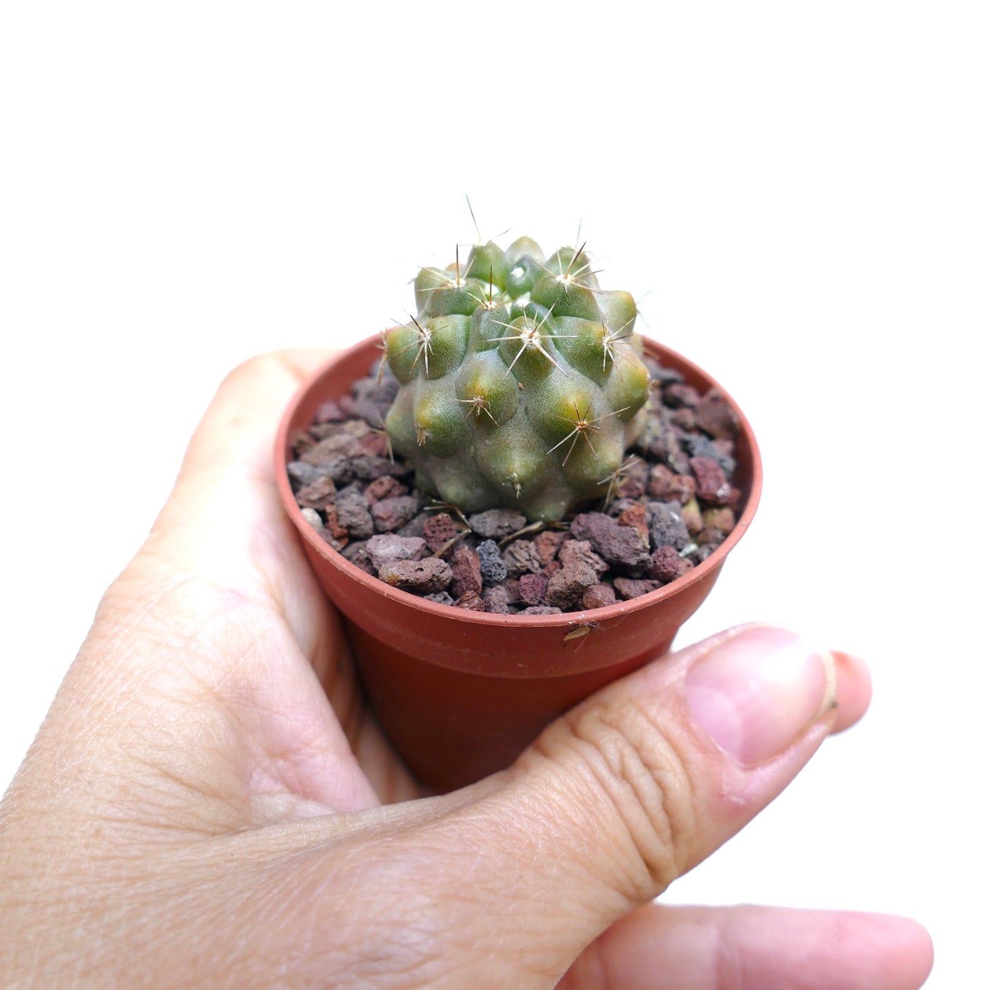 Copiapoa goldii C867