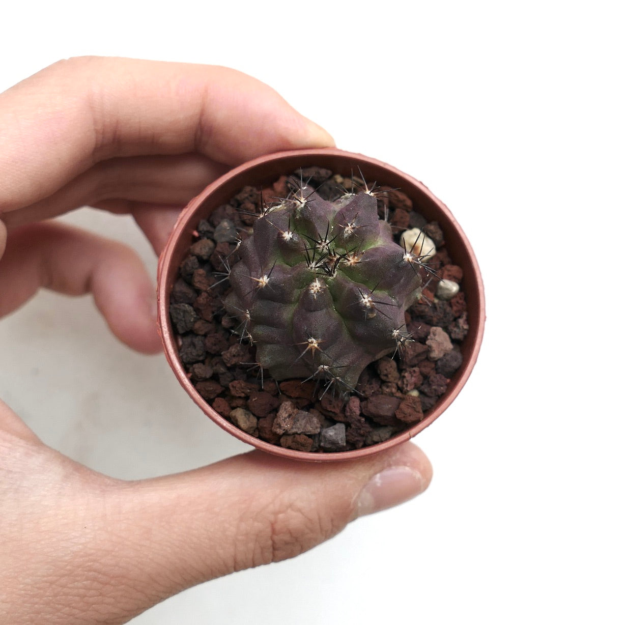 Copiapoa cinerea KIKKO NUDUM x griseoviolacea AB6