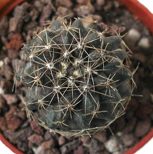 Copiapoa humilis M16